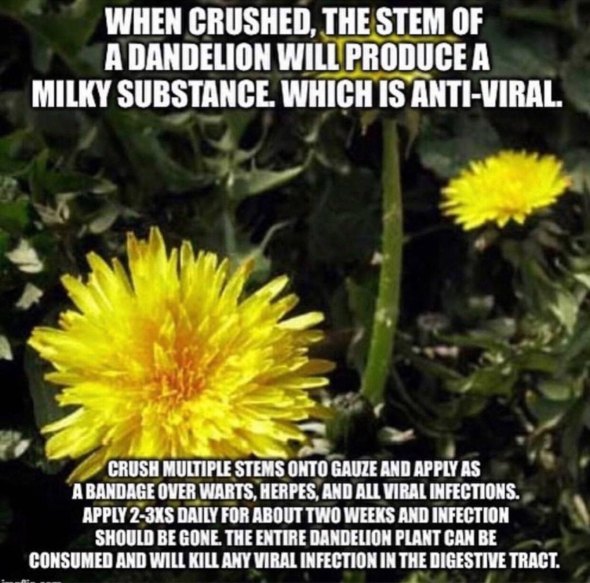 BabyD1111229's tweet image. I will never look at a dandelion the day way again, I hope you enjoy and if you do feel free to share. 

&quot;The dandelion is the only flower that represents the three celestial bodies of the sun, moon, and stars: The yellow flower resembles the sun, the puff ball resembles the…