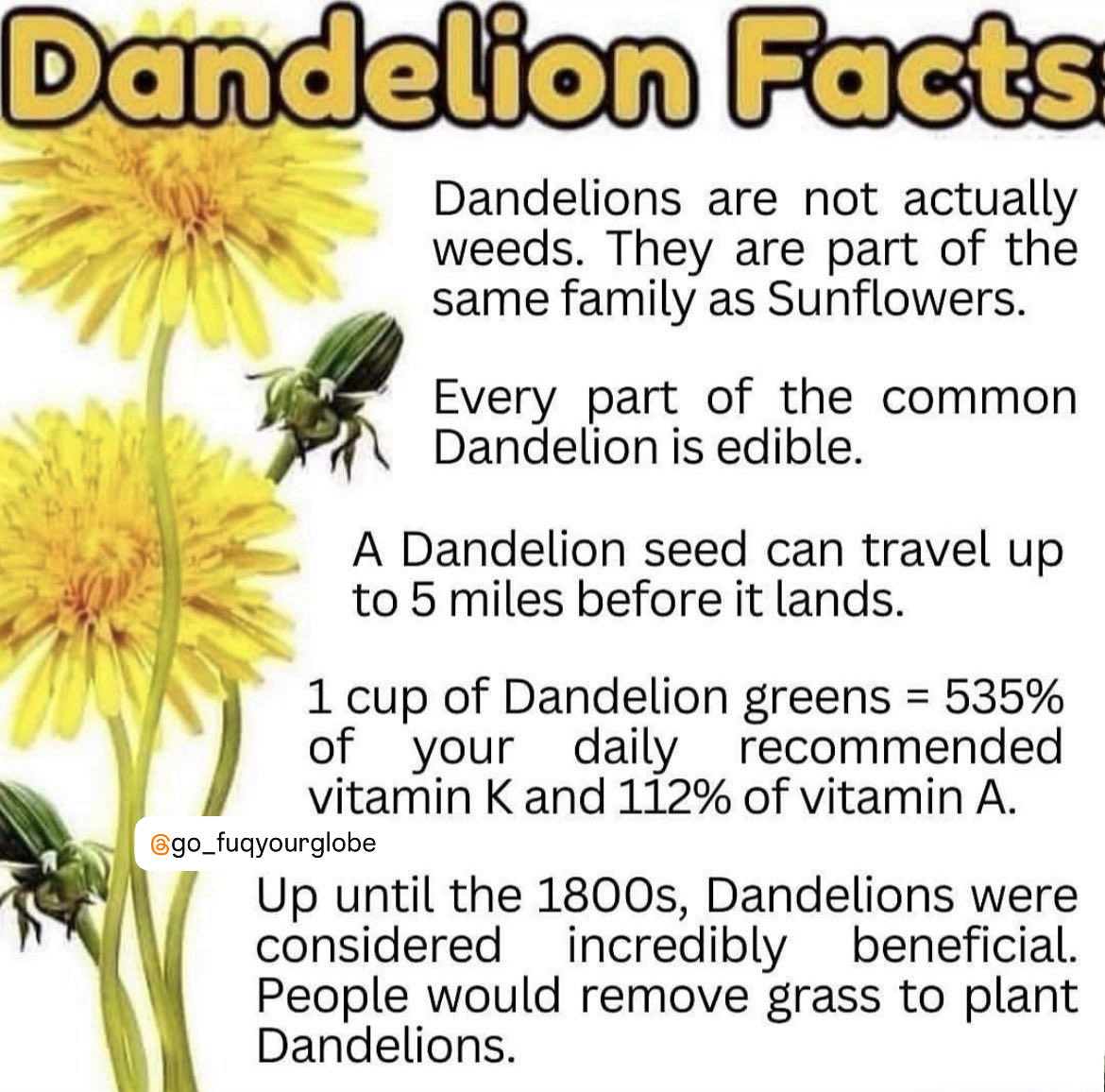 BabyD1111229's tweet image. I will never look at a dandelion the day way again, I hope you enjoy and if you do feel free to share. 

&quot;The dandelion is the only flower that represents the three celestial bodies of the sun, moon, and stars: The yellow flower resembles the sun, the puff ball resembles the…