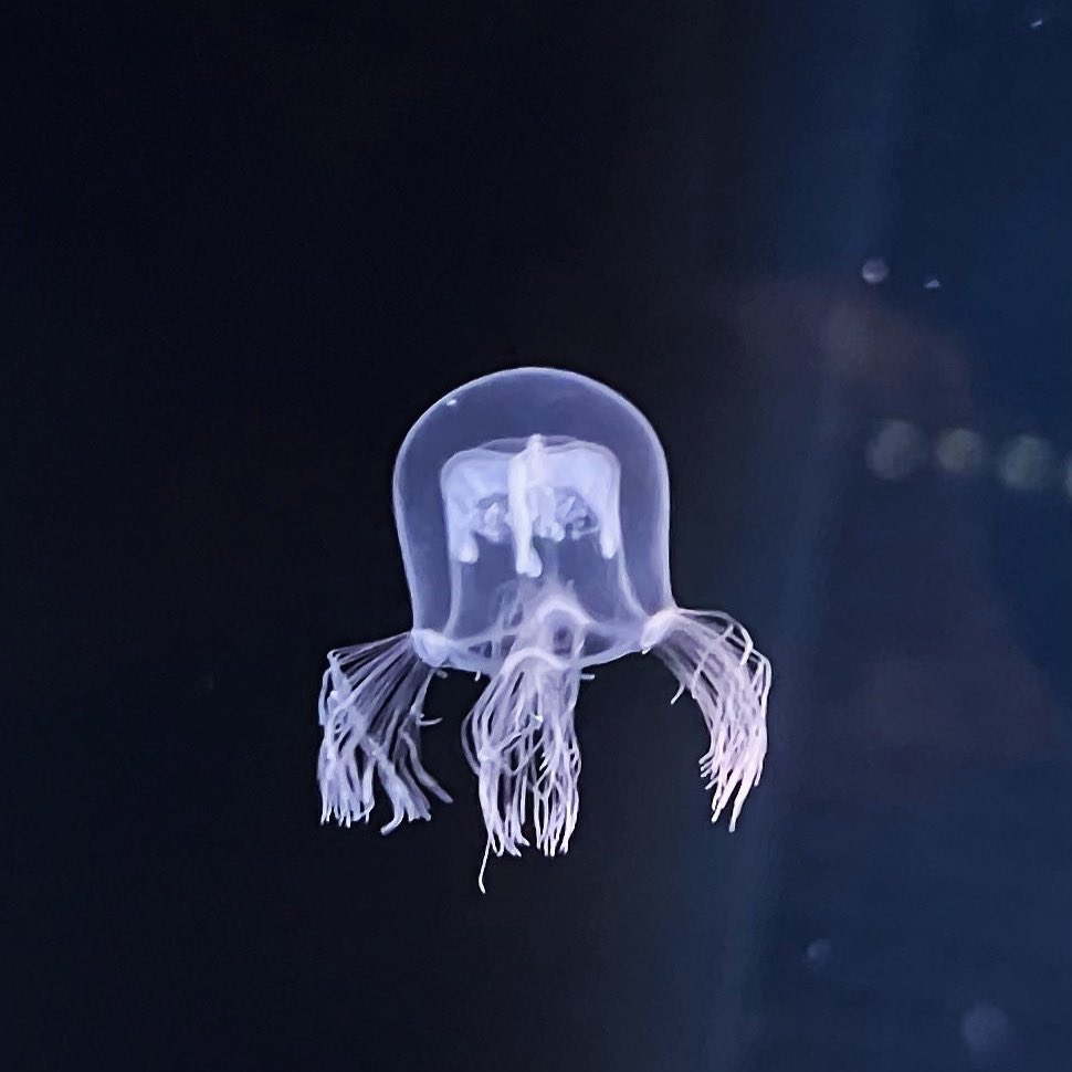 kunimikurage_ph's tweet photo. 【新着生物】#ドフラインクラゲ 
かさの大きさが最大4㎝ほどの小さなクラゲで、ドイツの生物学者であるフランツ・ドフライン博士に由来します🎓春先の海に姿を現すため「春を告げるクラゲ」と呼ばれることも🌸
※展示は予告なく終了することがあります。 https://t.co/LyRAP1XRvG