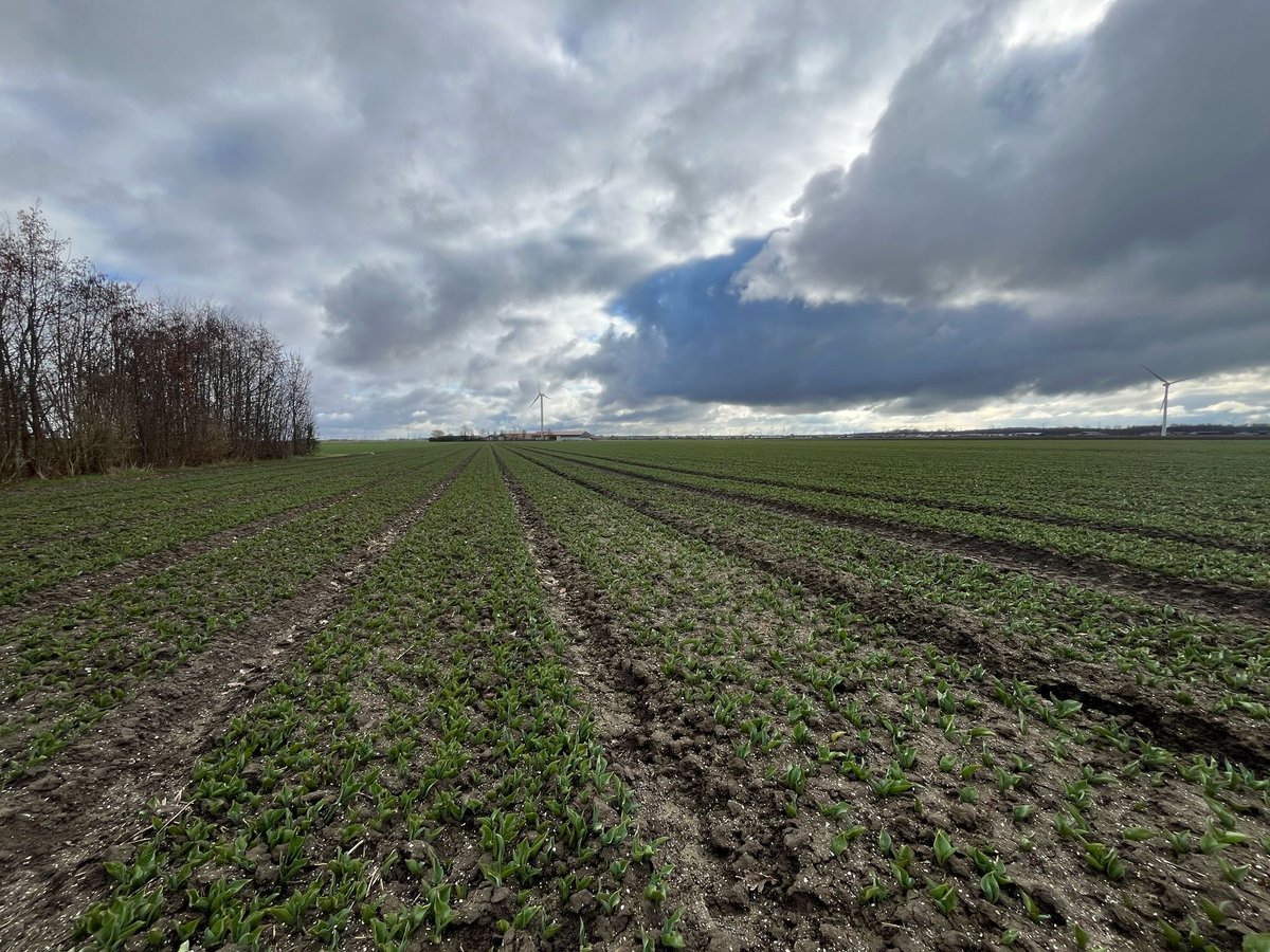 Het droge, zonnige weer van de afgelopen periode heeft de groei van #tulpen een sterke impuls gegeven. Tegelijkertijd zorgen de temperatuurverschillen, tot 20°C overdag en vorst in de nacht, voor abiotische stress. #Stimuter voorkomt deze stress. #ICM

pireco.nl/actualiteiten/…