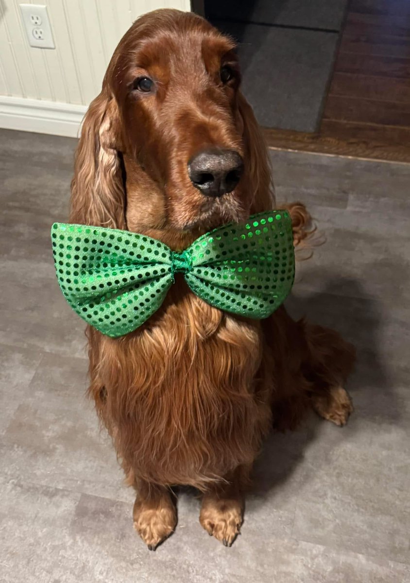 🍀🍀Top O’ the morning to ya🍀🍀

Happy St. Patrick’s Day from this Irish lad💚