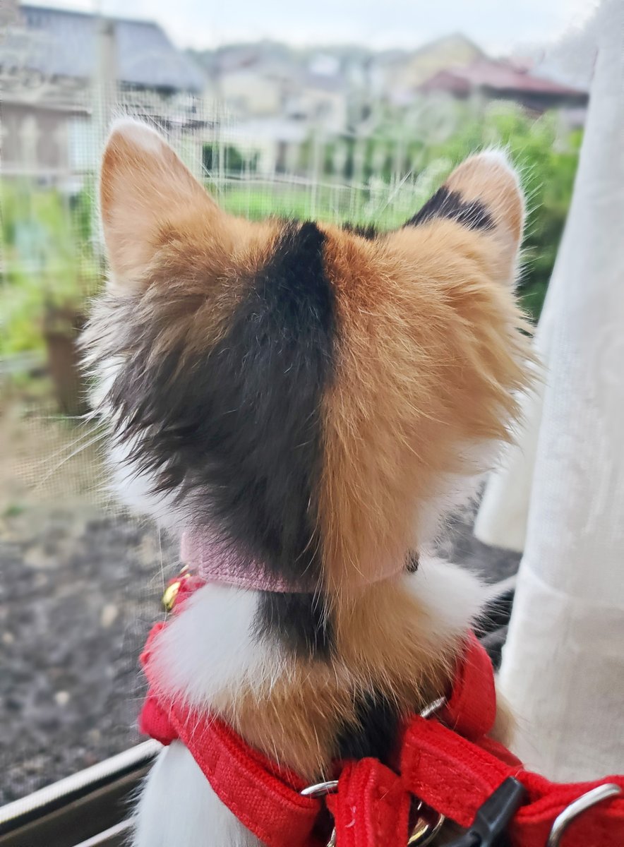 生後３ヶ月のうしろあたまどうぞ