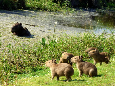 🦫 Capybaras shape grassland vegetation in Iberá through grazing, influencing plant diversity and structure. 🐆Jaguar reintroduction could alter these dynamics, changing grazing pressure and enhancing landscape heterogeneity. onlinelibrary.wiley.com/doi/10.1111/av…