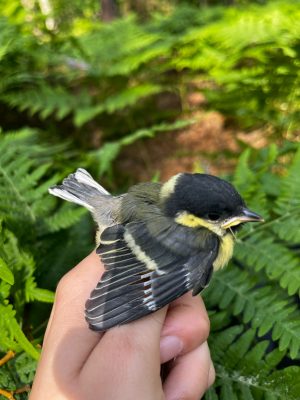 Uniwersytet Warszawski tweet media