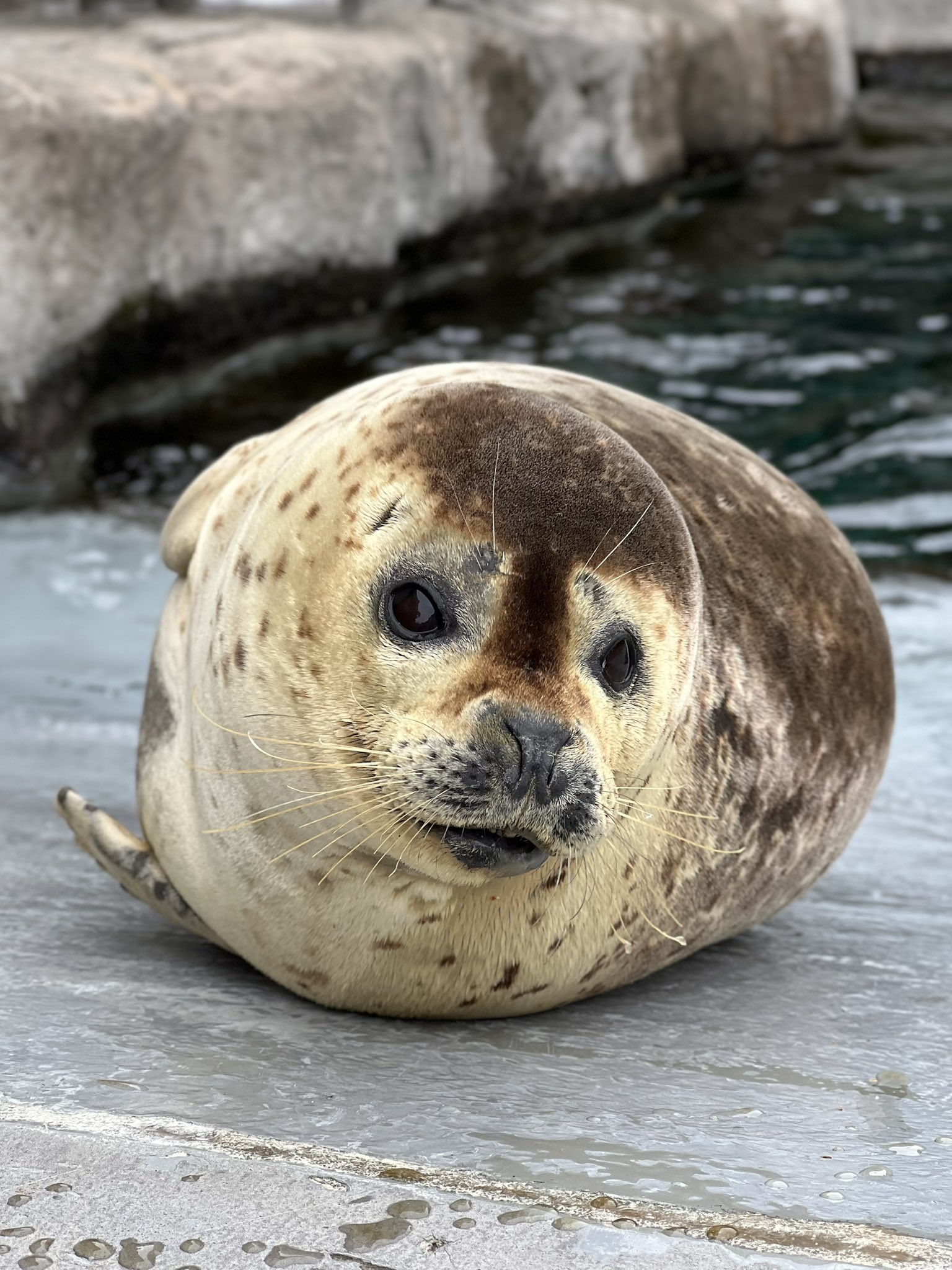 動物園シリーズ 確認用 アザラシ 動物園シリーズ 確認用 アザラシ （ゴマフアザラシ｜動物園の