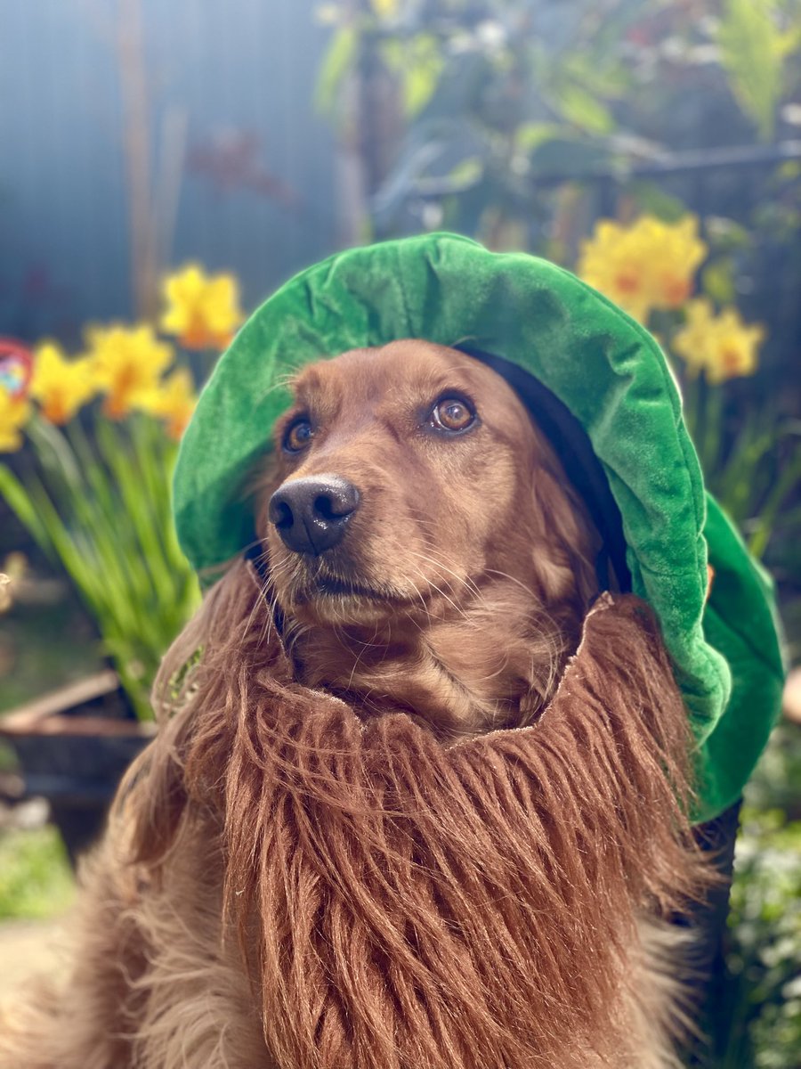 Happy St Patrick’s Day, friends.
Ireland has been my home for 27yrs now, and quite honestly, there’s not a single regret in making that choice.
I love it. ☘️
(Much more than Pippin loved this hat. 😂)
Slàinte Mhaith!