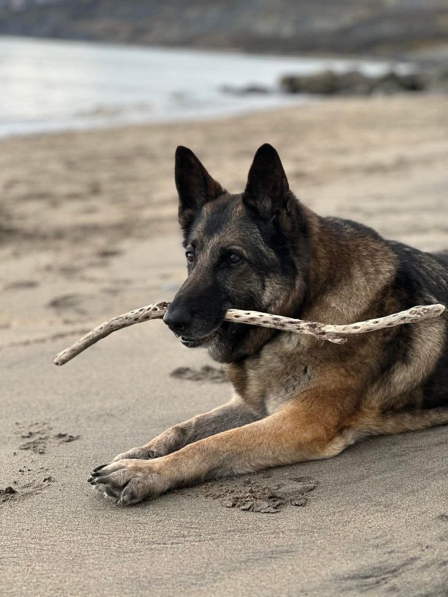 lrpduk's tweet image. RPD Bella has turned 12! 🥳

Bella, who worked as a police dog in South London retired with her handler. Since she put her paws up @lrpduk has had the pleasure of supporting her in her time of need

Join us in wishing her a wonderful birthday full of walks, treats hugs🥰 

🐶🐾💙