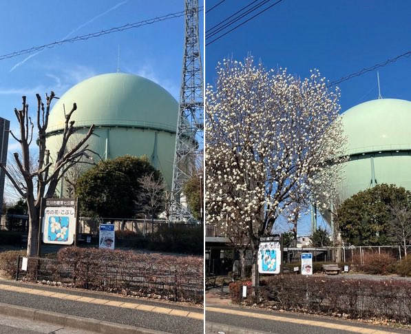 mandolinbum's tweet image. 国立から立川に行くときに通るガスタンクの前にあるコブシの木、今年はバサバサと剪定してされてとても寂しい。右の画像は去年の盛大に咲いてる勇姿。