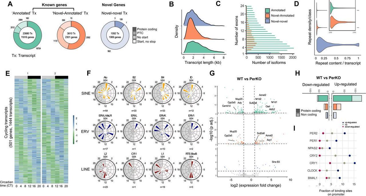 Bharath Ananthasubramaniam (@timelyscientist) on Twitter photo ๐จNew preprint alert!๐จ Our latest study (with <a href="/clocklab_IGFL/">Kiran Padmanabhan</a> & Y. Suzuki) on post-transcriptional #circadian regulation
๐ฌ Key finding: #Clock proteins regulate #splicing of non-rhythmic transcripts too
Read it here ๐ buff.ly/UUwPR0Y
#omics #ScienceTwitter #Nanopore ๐จNew preprint alert!๐จ Our latest study (with <a href="/clocklab_IGFL/">Kiran Padmanabhan</a> & Y. Suzuki) on post-transcriptional #circadian regulation
๐ฌ Key finding: #Clock proteins regulate #splicing of non-rhythmic transcripts too
Read it here ๐ buff.ly/UUwPR0Y
#omics #ScienceTwitter #Nanopore