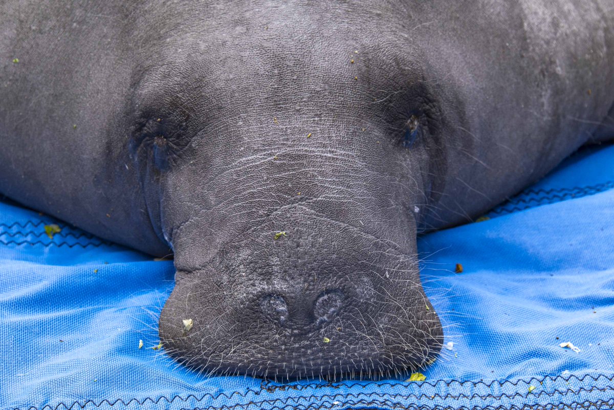 Manatee eyes are small, have a circular eyelid, and they also have nictating membranes! Their optic nerves, external eye muscles, and brain region that process visual information are all small... which suggests poor vision. 

#ManateeMonday #Conservation #Manatee