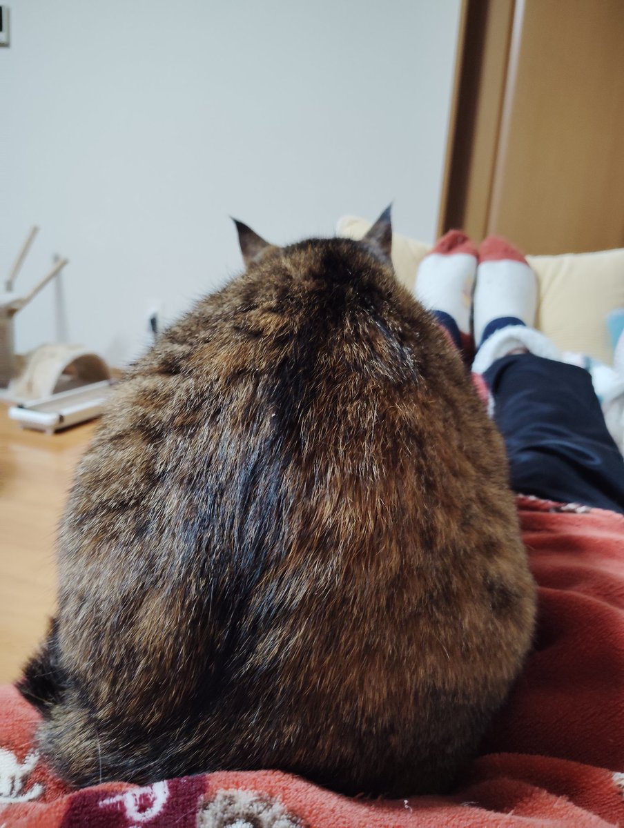 mee_ponz's tweet photo. 今日も鎮座中

#猫　#cat　#キジトラ猫　#保護猫　#元野良猫　#鎮座 https://t.co/BdjACaQ5n1