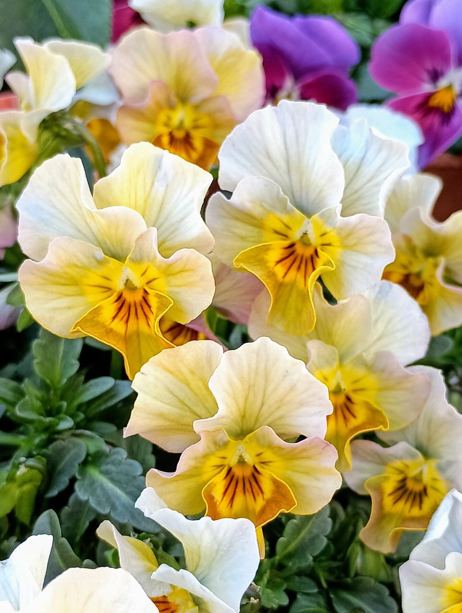 花y…ページ•*¨*•.¸♬︎ X（旧Twitter）で話題のおもしろ画像や動画 - Yahoo!リアルタイム検索