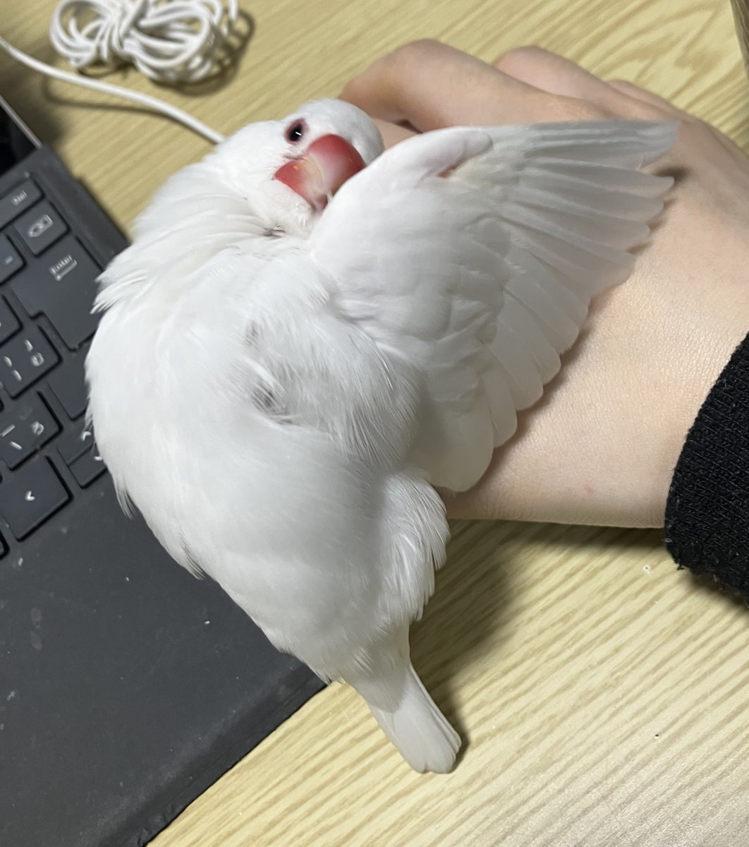 美しい羽箒でくすぐられている