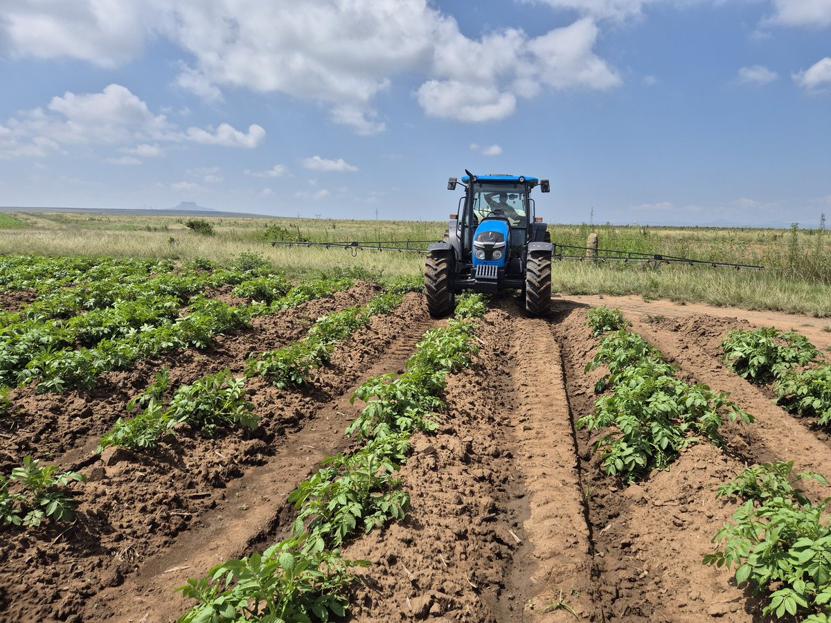 MMavusoo's tweet image. As we continue with potato 🥔 production, Lord we are grateful 🙏
#MCV
#Young_Potato_Farmer