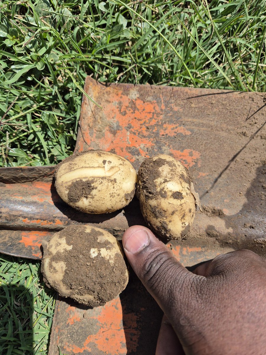 MMavusoo's tweet image. As we continue with potato 🥔 production, Lord we are grateful 🙏
#MCV
#Young_Potato_Farmer