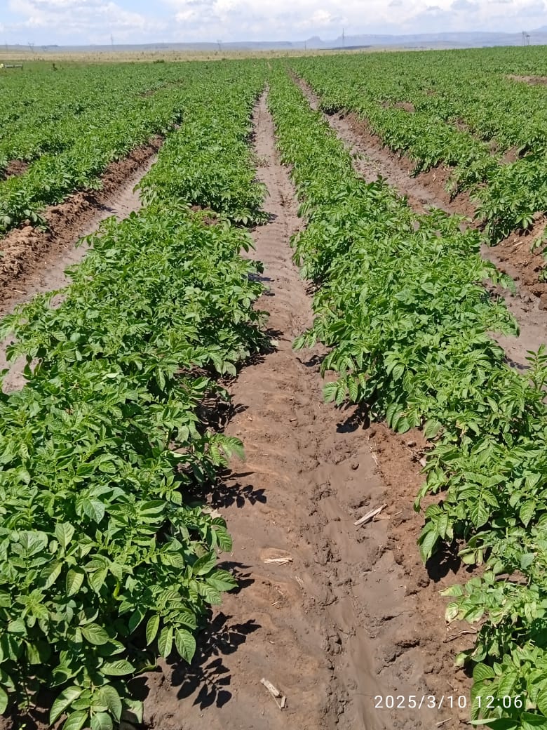 MMavusoo's tweet image. As we continue with potato 🥔 production, Lord we are grateful 🙏
#MCV
#Young_Potato_Farmer