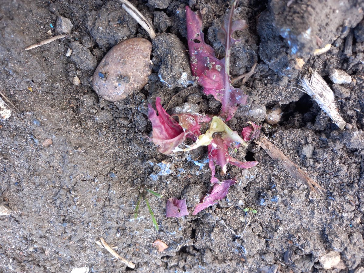 Good news for a Monday morning!  The RHS (Royal Horticultural Society) has confirmed that the cold spells we've had over winter, plus the recent dry weather, will mean FEWER SLUGS this year to eat our seedlings!

(pic - slug damage on lettuce transplant)