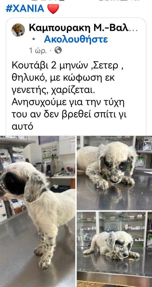 Χανιά Κρήτης ‼️🆘‼️Κοινοποιούμε για το θηλυκό σετερακι που είναι κωφο εκ γενετής. Βρίσκεται στο κτηνιατρείο. Ψάχνουν μια οικογένεια που θα το αγκαλιάσει κ θα περάσει την ζωούλα του μέσα στο σπίτι τους. 🏠🐕🩷🐾✌️✌️