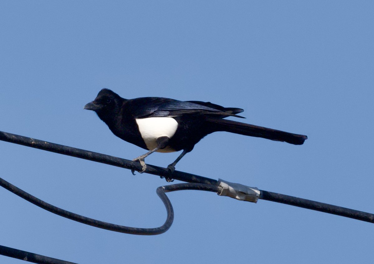 Joe Tobias (@ja_tobias) on Twitter photo Travelled to the Sarawat Mountains last week to see one of the last Arabian Magpies (aka Asir Magpie), in the hope that this would break the Geordie curse and bring us cup final glory. It worked! #nufc <a href="/NUFC/">Newcastle United</a> <a href="/AravindRamesh19/">Aravind Ramesh</a> <a href="/Yellowbrow/">Alan Curry</a> <a href="/Mikepastycarr/">Mike Carr</a> Travelled to the Sarawat Mountains last week to see one of the last Arabian Magpies (aka Asir Magpie), in the hope that this would break the Geordie curse and bring us cup final glory. It worked! #nufc <a href="/NUFC/">Newcastle United</a> <a href="/AravindRamesh19/">Aravind Ramesh</a> <a href="/Yellowbrow/">Alan Curry</a> <a href="/Mikepastycarr/">Mike Carr</a>