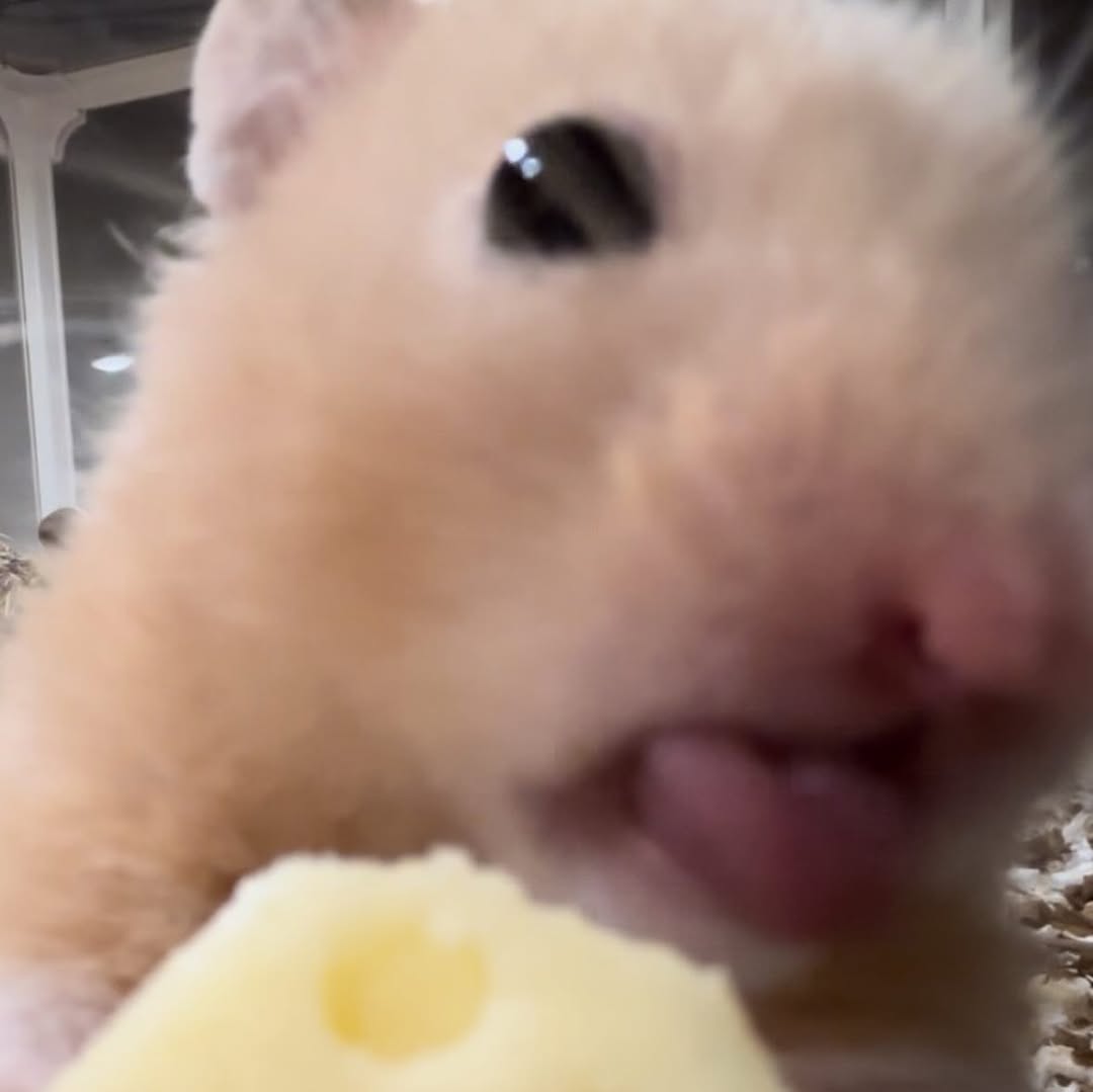 MFW they tell me to say 'cheese'