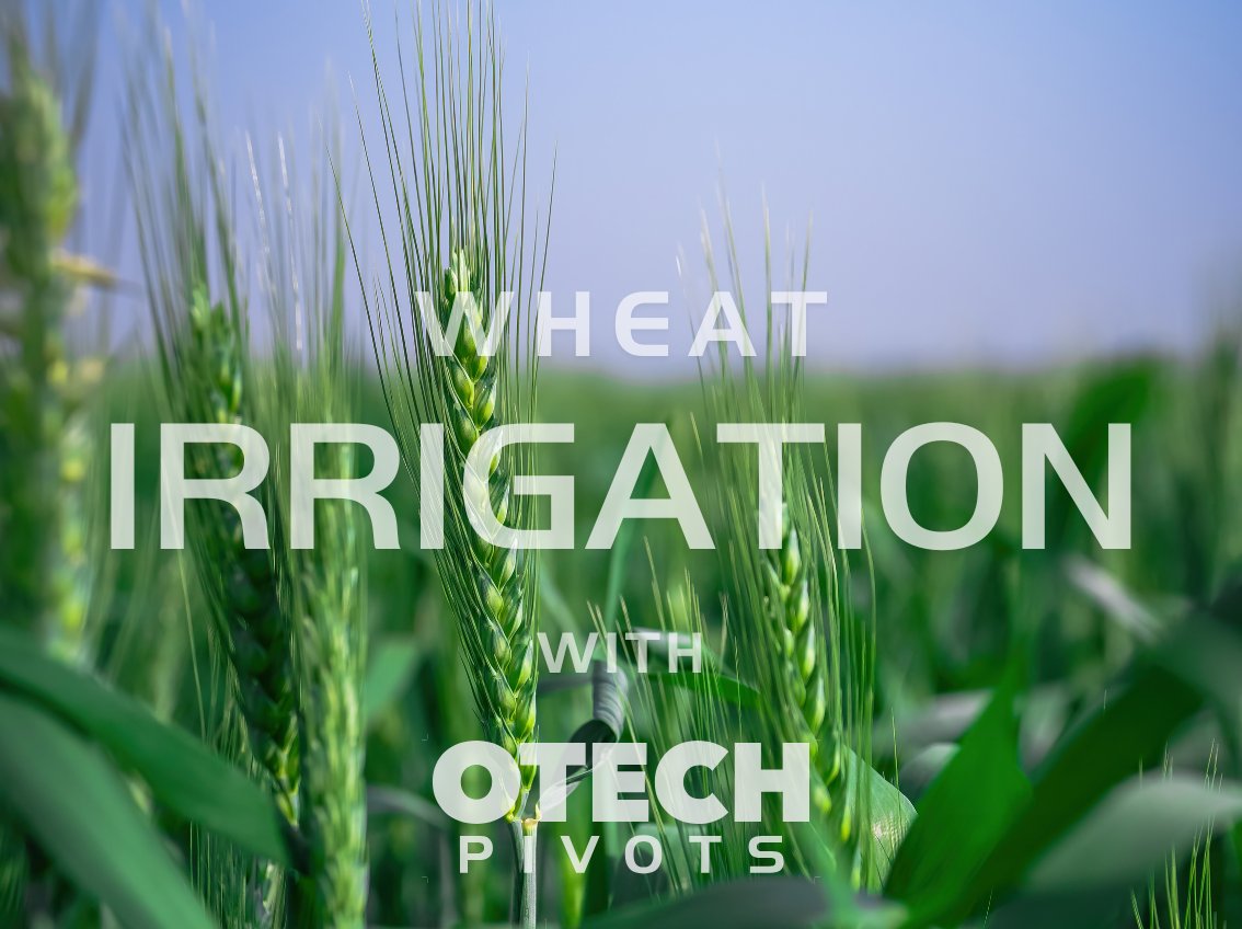 DriptechI's tweet image. Maximize Your Wheat Yields! 

An Otech Center Pivot ensures:

- Even water distribution for uniform growth
- Low-pressure efficiency to cut costs
- Automated scheduling for precision
- Tough design for Zimbabwe’s conditions

Boost yields &amp;amp; profits with DripTech!  Contact us today