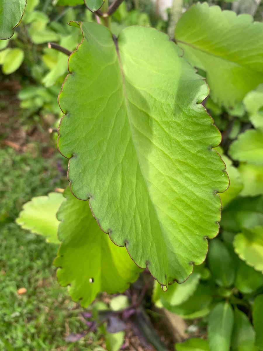 HerbalistChief's tweet image. Let her chew 3 leaves of miracle plant  twice daily. Encourage her to also elevate the foot on a pillow while at rest. 

Nature heals.
