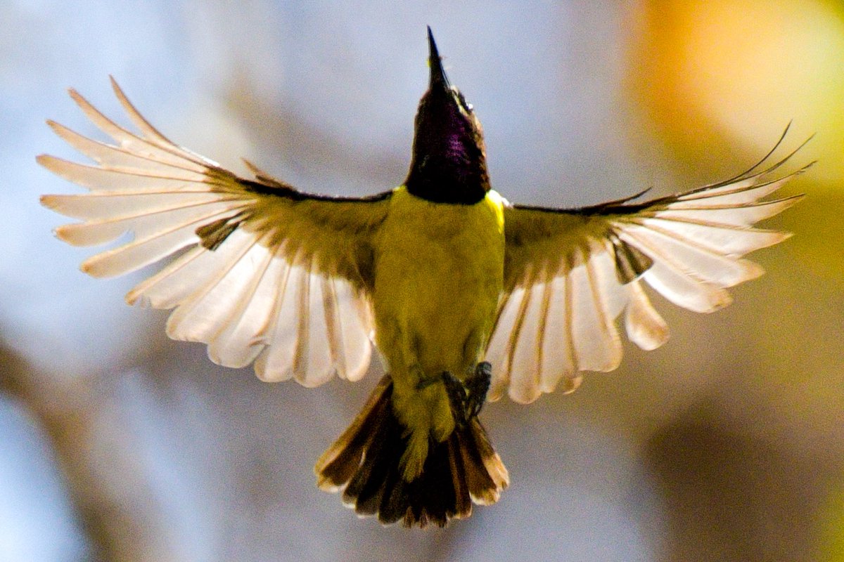 csdhara's tweet image. A backlit purple sunbird….. shot on Nikon D850 -200 - 500 mm …. Gujarat India.. #nikonindia #indiaves