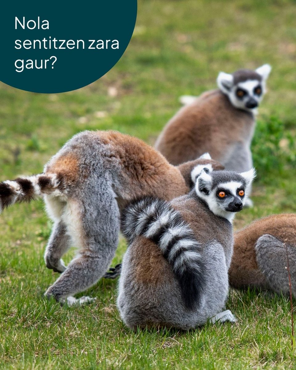 sendaviva's tweet photo. Astelehena da… eta aurpegiek dena esaten dute!🫣
Baina #Sendavivan astelehena hobeto eramaten da, apurka-apurka APIRILAREN 5era hurbiltzen ari garelako! 👏🏼🥳
Eta zu, lemurren zein uneren gustoko duzu gaur? Esaiguzu iruzkinetan! 👇
#Animaliak #Nafarroa #Ingurumena #Lemurra https://t.co/fyVyDBx651