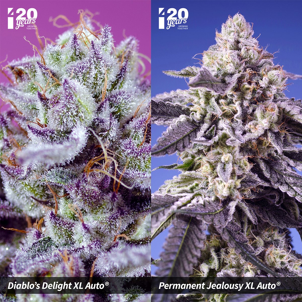 Do you know all our 2025 strains? 🔥🔥

Tell us which one tempts you the most!

Here all of them👇
