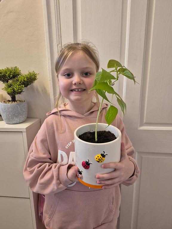 There has been a magical moment in year 3. One of our ambitious learners has been taking very good care of her plant she was given at the end of Spring 1 and it has now grown its first bean. Look at how big it is!🤩