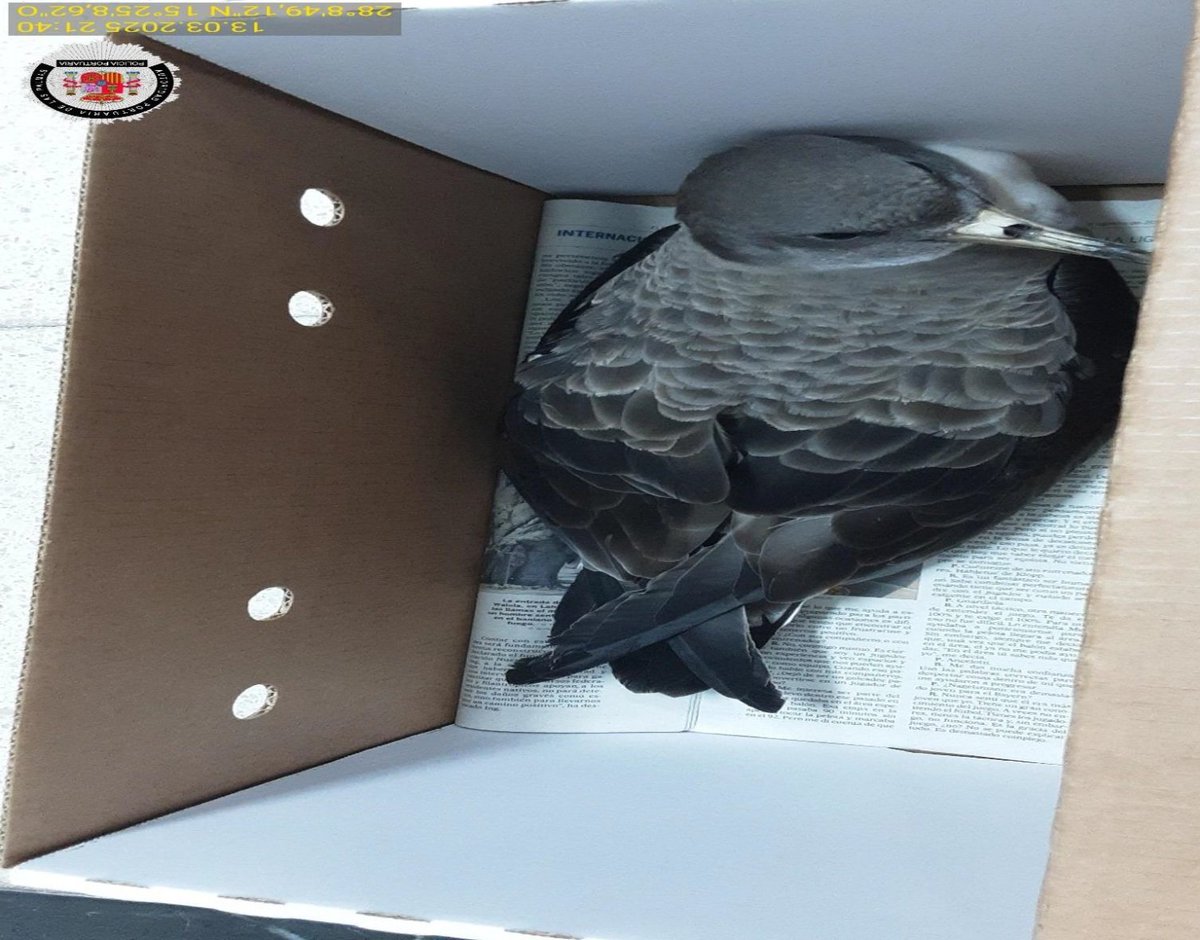 PoliciaAPLP's tweet photo. 🐦 Esta amiguita fue rescatada por el personal de la naviera @_GrupoAT y entregada a nuestros agentes para su custodia y traslado a @GranCanaria_M_A 💚
#PolicíaPortuaria 💙
#Pardela 🐦
#Medioambiente 🌍
@CMA_SEOBirdLife
@LasPalmasPorts https://t.co/JyoWHzkZkk