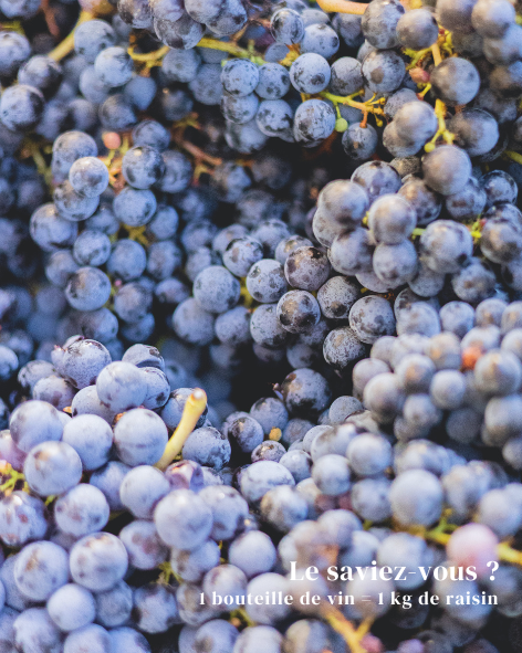 🇫🇷 {1 BOUTEILLE DE VIN = 1 KG DE RAISIN}
Il faut environ 1kg de raisin pour faire une bouteille de vin rouge, soit 75 cL. Soit plus ou moins 5 grappes de raisin ! 🍇