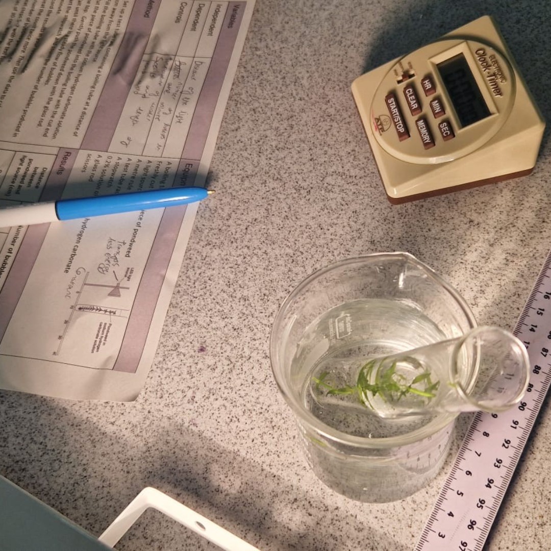SacredHrtCrosby's tweet image. 🥼🔍Our Year 10 students studying separate science, last week carried out their #photosynthesis required practical.

Students learned about the volume of oxygen and had to critique the method used and suggest improvements - well done all.

#ToBeMore #LEDlight #ScienceEducation