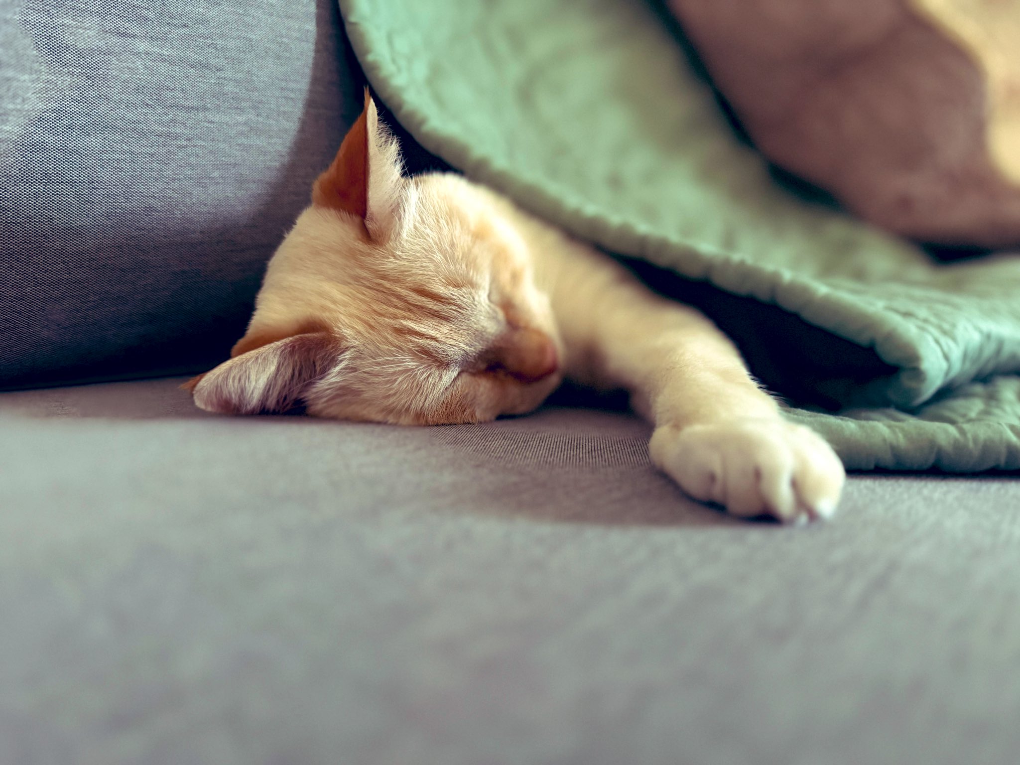 猫A 画像1 ＋ 8 画像19おまけ！　最終値下げしました！ ひげあき on X: 