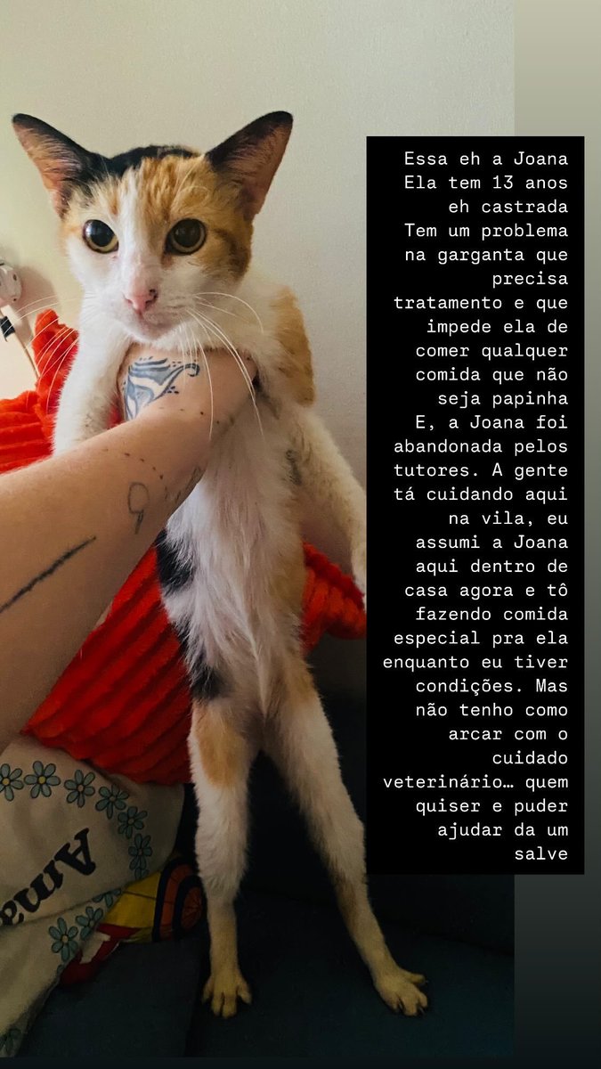 lírio mimoso 𓆏 (@luezley) on Twitter photo 