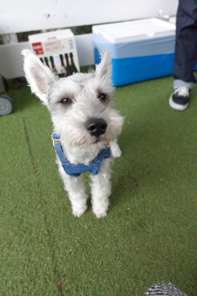 takadanobaba17's tweet photo. 夢の島で犬会のバーベキュー楽しかった！禄はやっぱりビビリだな〜 https://t.co/H7AmVaeytt