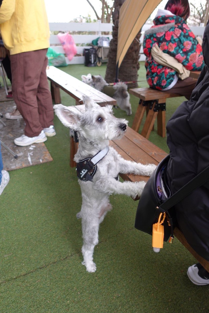takadanobaba17's tweet photo. 夢の島で犬会のバーベキュー楽しかった！禄はやっぱりビビリだな〜 https://t.co/H7AmVaeytt