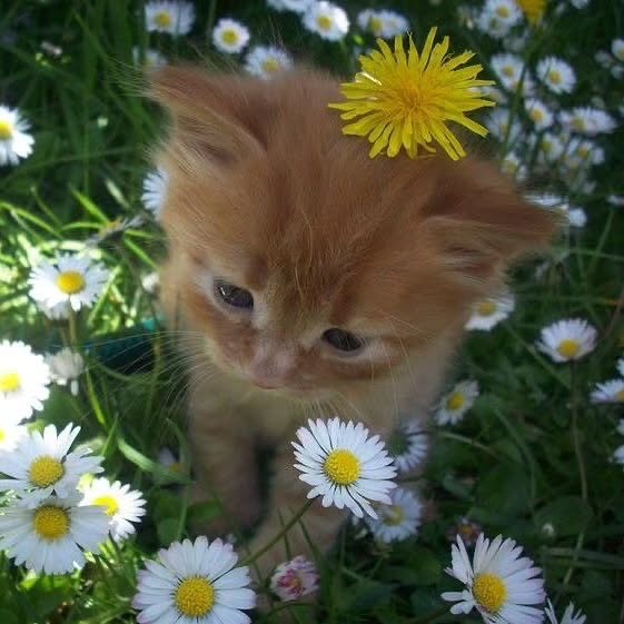 Catsillyness's tweet photo. Daisy https://t.co/FW1w2930hW