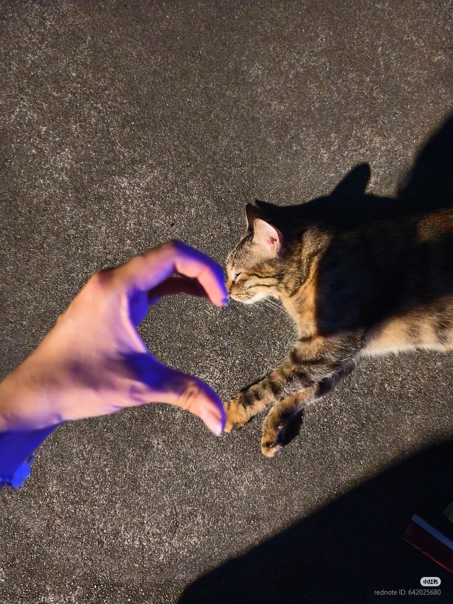 Love is cat
