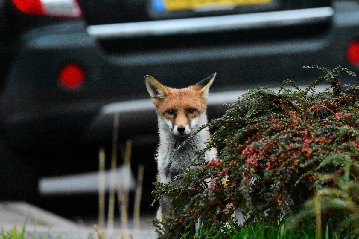 Wildlife and Countryside Link (@wcl_news) on Twitter photo Knowing about the wildlife in our parks & greenspaces tells us a lot about nature's health💚
Join <a href="/PTES/">People's Trust for Endangered Species</a>' mammal survey🦊
Head to a local green space - a garden, park, allotment🌳
Record what wildlife you see or signs they leave behind📝
Sign up via ptes.org/lwm Knowing about the wildlife in our parks & greenspaces tells us a lot about nature's health💚
Join <a href="/PTES/">People's Trust for Endangered Species</a>' mammal survey🦊
Head to a local green space - a garden, park, allotment🌳
Record what wildlife you see or signs they leave behind📝
Sign up via ptes.org/lwm