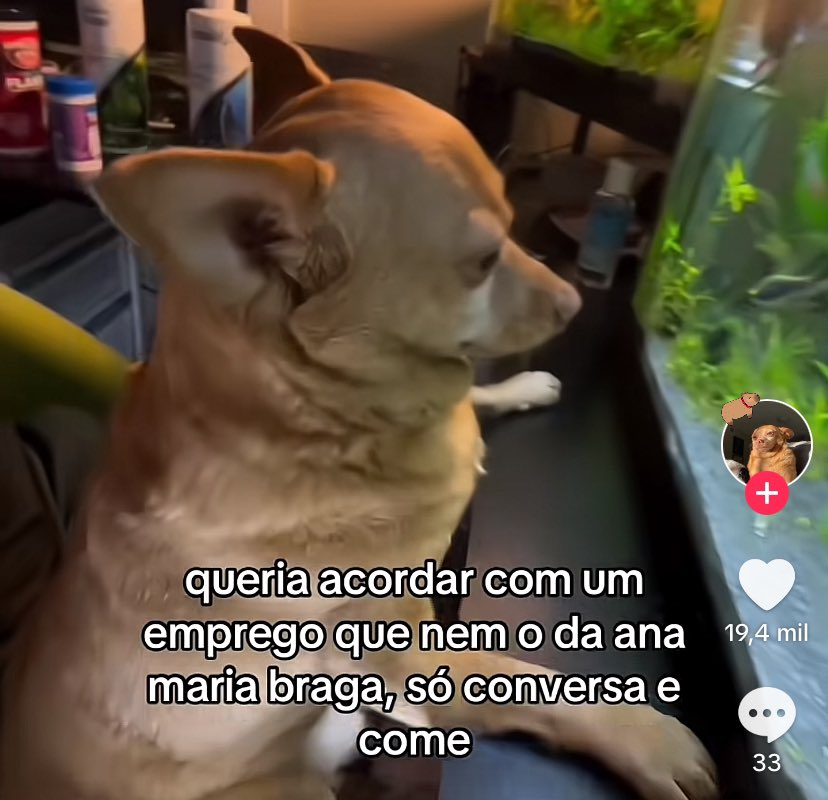 bom dia