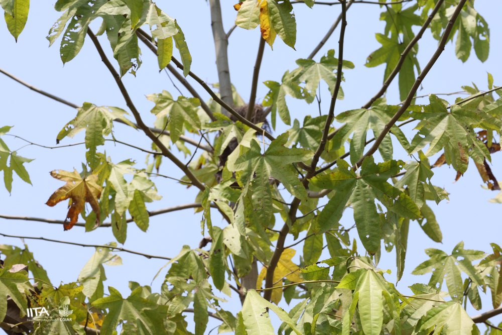 IITAForest's tweet photo. 🍁This is Triplochiton scleroxylon 🧡
🍂Also known as #arere, #obeche & #wawa.
🦋It hosts the silk cotton insect that produces cotton for making the unique sanyan.
🧡This Obeche is growing fast @Olokemeji - an inspiring hope for #biodiversity #restoration for #people & #planet! https://t.co/53NkhBWIDe