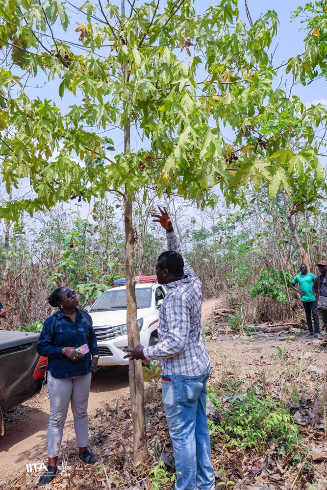 IITAForest's tweet photo. 🍁This is Triplochiton scleroxylon 🧡
🍂Also known as #arere, #obeche & #wawa.
🦋It hosts the silk cotton insect that produces cotton for making the unique sanyan.
🧡This Obeche is growing fast @Olokemeji - an inspiring hope for #biodiversity #restoration for #people & #planet! https://t.co/53NkhBWIDe