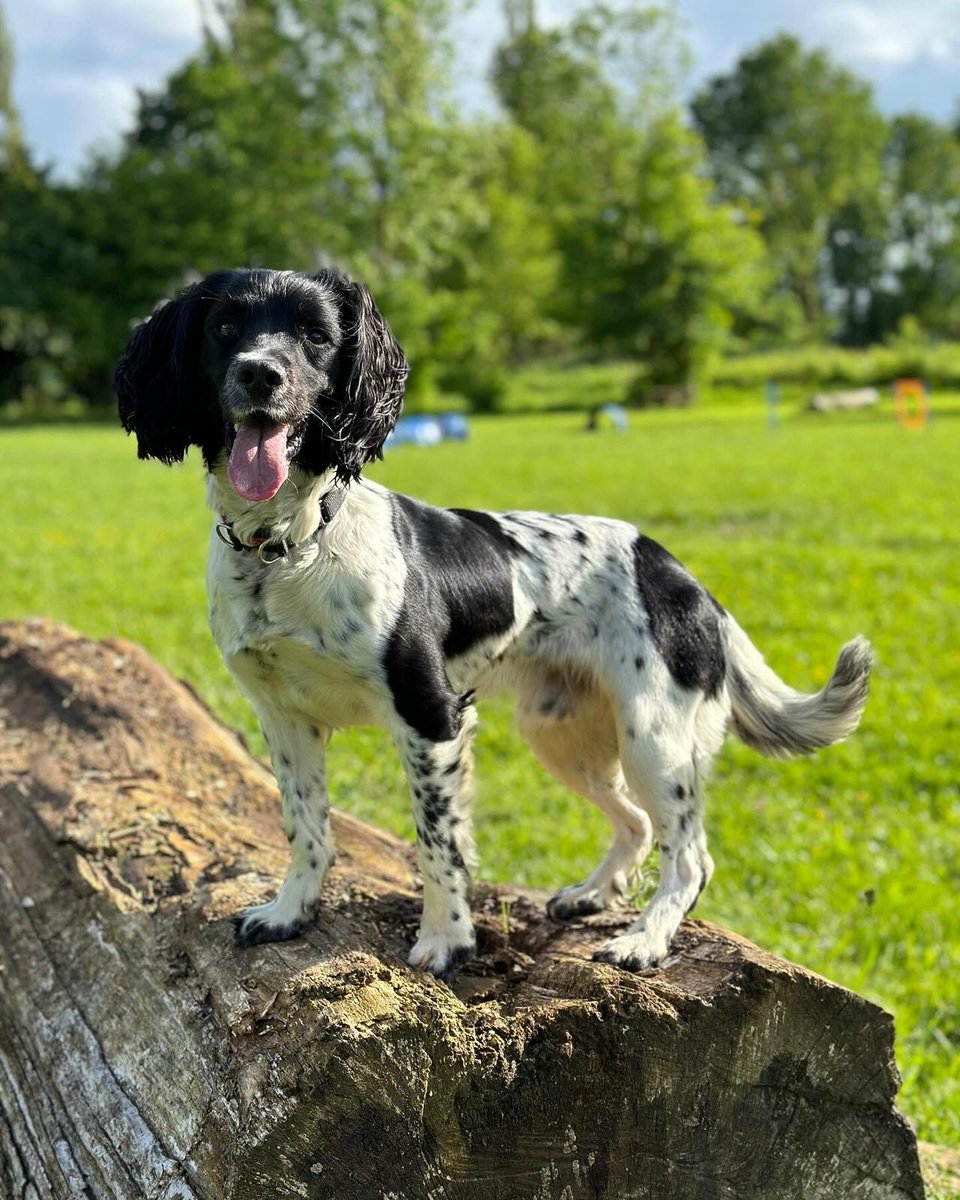 Wilts Police Dogs tweet media