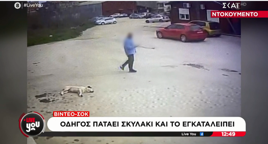 Maraki291's tweet photo. Στην Θεσσαλονικη πατησε επιτηδες με το αμαξι του αδεσποτο σκυλακο που ��οιμοταν γιατι ρε σιχαμα γιατι; δεν ενοχλουσε το ζωο, αφου ειδε οτι δεν ηταν κανενας διπλα εκεινη την ωρα μπηκε στο αμαξι του και περασε πανω απο το κορμακι του ζωου επιτηδες! το ζωο νοσηλευτε στον κτηνιατρο 😿 https://t.co/4KN73u1lgJ