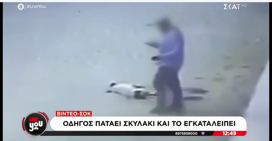 Maraki291's tweet photo. Στην Θεσσαλονικη πατησε επιτηδες με το αμαξι του αδεσποτο σκυλακο που ��οιμοταν γιατι ρε σιχαμα γιατι; δεν ενοχλουσε το ζωο, αφου ειδε οτι δεν ηταν κανενας διπλα εκεινη την ωρα μπηκε στο αμαξι του και περασε πανω απο το κορμακι του ζωου επιτηδες! το ζωο νοσηλευτε στον κτηνιατρο 😿 https://t.co/4KN73u1lgJ