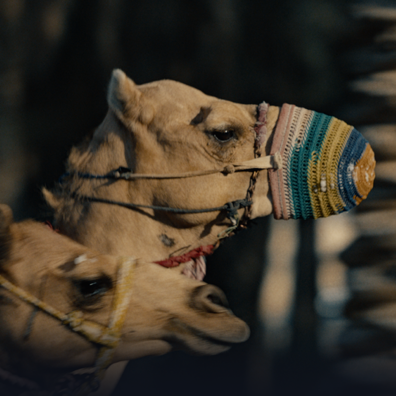 daw_house's tweet photo. عن فيلم «#الهجن_رياضتنا» 📽️ 

عمل سينمائي يتخطى حدود التوقعات، حيث أعاد إحياء تراث سباق #الهجن بأسلوب متقن يعكس عمق التاريخ الثقافي والرياضي. 

هذه الجوائز هي نتيجة جهد متواصل في البحث والتطوير والإبداع الفني، فكل لقطة كانت تُصوّر بتفاصيل دقيقة لنقل هذه الرياضة الأصيلة للعالم 🐪