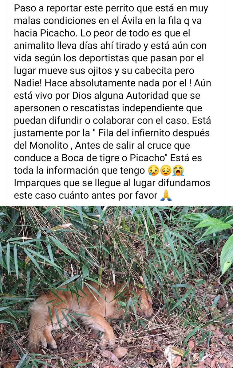 Por favor ayudemos a difundir para lograr la AYUDAAAAA URGENTE para este pequeño que reportan en el Ávila en la Fila que va al Picacho