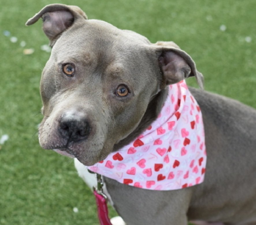 TAP4ACCDOGS's tweet image. King Dexter 218665
Relisted TBK 3/18
#NYCACC 
He&apos;s a cute 2 yr old boy
Social w/staff but easily aroused
Needs exp all adult home 
Responding well in training
Save King Dexter!
nycacc.app/browse/218665
#Pledge4Rescue #foster #adopt