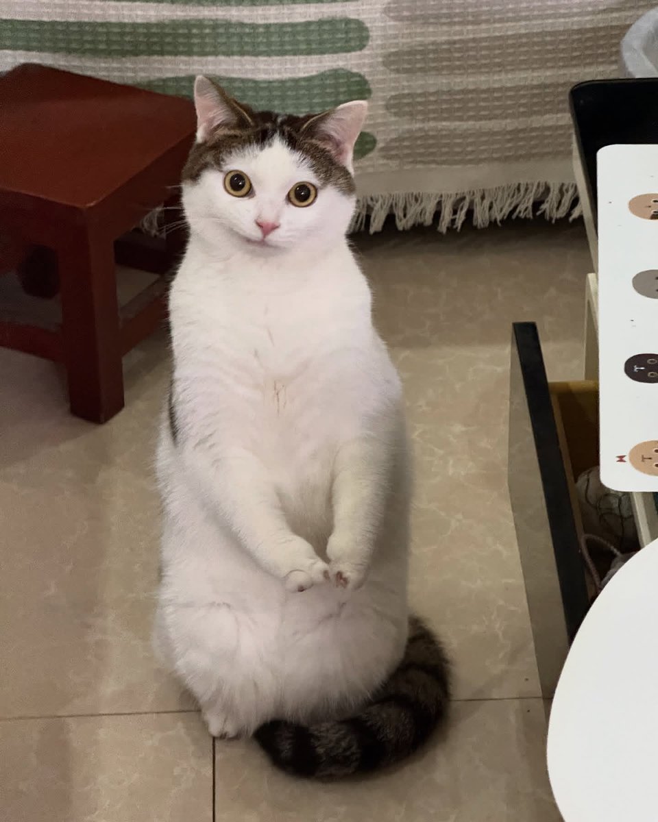 TheCatsX's tweet image. He looks so polite 😻